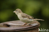 Huismus (Passer domesticus) 