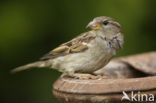 Huismus (Passer domesticus) 