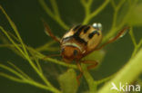 Hygrotus versicolor