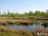 Internationaler Naturpark Bourtanger Moor-Bargerveen