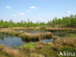 Internationaler Naturpark Bourtanger Moor-Bargerveen