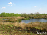 Internationaler Naturpark Bourtanger Moor-Bargerveen