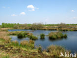 Internationaal Natuurpark Bourtanger Moor-Bargerveen