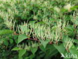 Japanese Bindweed (Fallopia japonica)