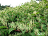 Japanese Bindweed (Fallopia japonica)