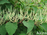 Japanese Bindweed (Fallopia japonica)
