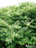 Japanese Bindweed (Fallopia japonica)