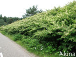 Japanse duizendknoop (Fallopia japonica)