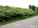 Japanese Bindweed (Fallopia japonica)