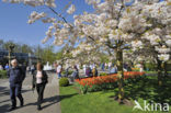 Japanese Cherry (Prunus serrulata)