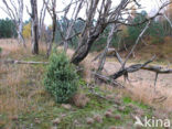 Jeneverbes (Juniperus communis)