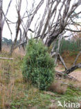 common juniper (Juniperus communis)