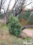 common juniper (Juniperus communis)