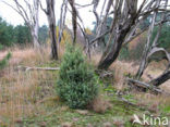 common juniper (Juniperus communis)