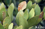 jojoba (Simmondsia chinensis)