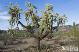 Jumping Cholla