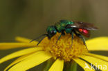 gold wasp (Hedychrum nobile)