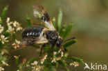 Kamperfoeliebladwesp (Abia fasciata)