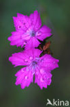 Karthuizer anjer (Dianthus carthusianorum) 