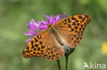 Keizersmantel (Argynnis paphia) 