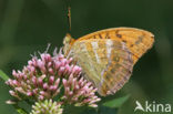 Silver-washed Fritillary (Argynnis paphia)