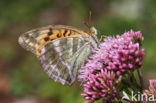 Keizersmantel (Argynnis paphia) 