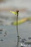 Klein blaasjeskruid (Utricularia minor) 