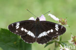 Kleine IJsvogelvlinder (Limenitis camilla) 