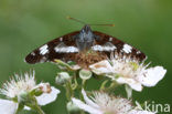 Kleine IJsvogelvlinder (Limenitis camilla) 