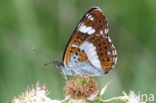 Kleine IJsvogelvlinder (Limenitis camilla) 