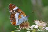 White Admiral (Limenitis camilla)