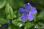 Kleine maagdenpalm (Vinca minor)