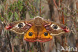 Emperor Moth (Saturnia pavonia)