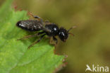 Kleine roetbij (Panurgus calcaratus)