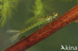 Kleine Roodoogjuffer (Erythromma viridulum)