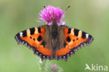 Small Tortoiseshell (Aglais urticae)