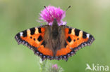 Kleine vos (Aglais urticae)