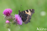 Kleine vos (Aglais urticae)