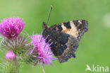 Kleine vos (Aglais urticae)