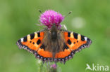 Kleine vos (Aglais urticae)