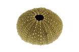 Kleine zeeappel (Psammechinus miliaris)
