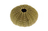 Shore sea urchin (Psammechinus miliaris)