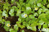 Klimopwaterranonkel (Ranunculus hederaceus) 