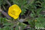 Bulbous Buttercup (Ranunculus bulbosus)