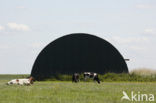 Cow (Bos domesticus)
