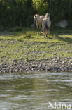 Konikpaard