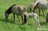 Konik horse (Equus spp)