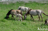 Konik horse (Equus spp)