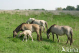 Konik horse (Equus spp)