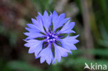 Korenbloem (Centaurea cyanus) 